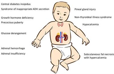 Perinatal asphyxia and hypothermic treatment from the endocrine perspective